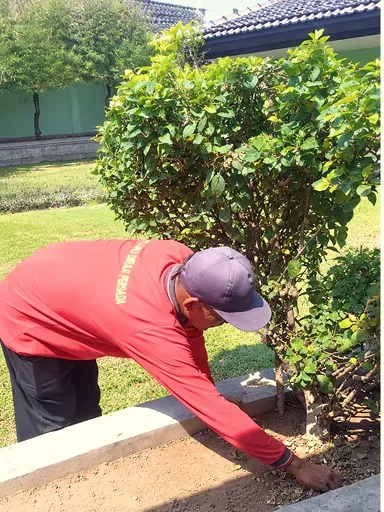 Petugas merawat tanaman di taman kantor